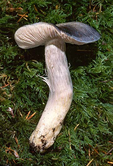 Entoloma medianox